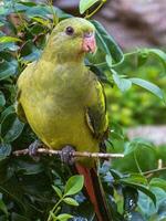 Regent Parrot in Australia photo