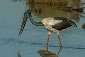 Jabiru Black-necked Stork photo