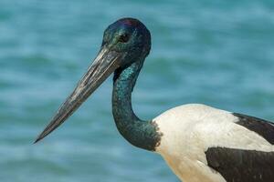 jabiru de cuello negro cigüeña foto