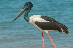 jabiru de cuello negro cigüeña foto