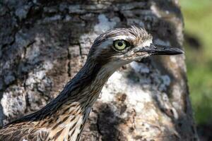 Bush Stone Curlew or Thick Knee photo