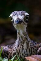 Bush Stone Curlew or Thick Knee photo