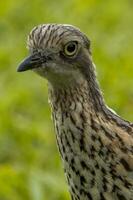 Bush Stone Curlew or Thick Knee photo