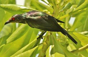 Metallic Starling in Australia photo