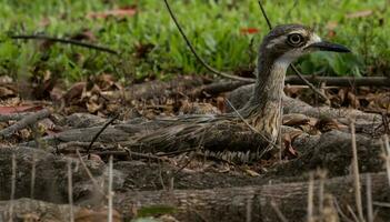 Bush Stone Curlew or Thick Knee photo