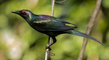 Metallic Starling in Australia photo