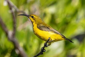 lomo de oliva Sunbird en Australia foto