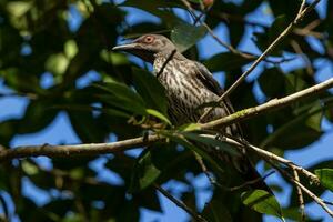 Metallic Starling in Australia photo