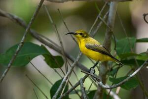 lomo de oliva Sunbird en Australia foto