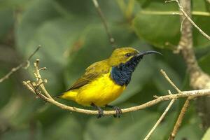 lomo de oliva Sunbird en Australia foto