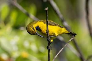 lomo de oliva Sunbird en Australia foto