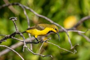 lomo de oliva Sunbird en Australia foto