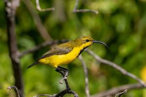 lomo de oliva Sunbird en Australia foto