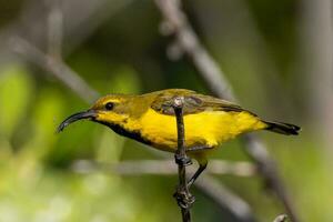 lomo de oliva Sunbird en Australia foto