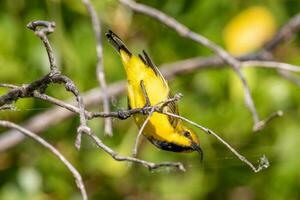 lomo de oliva Sunbird en Australia foto