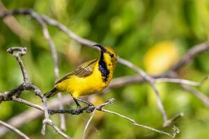 lomo de oliva Sunbird en Australia foto