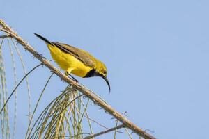 lomo de oliva Sunbird en Australia foto