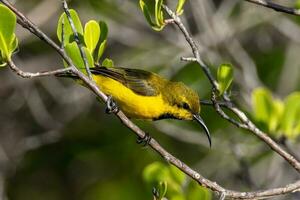 lomo de oliva Sunbird en Australia foto