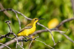 lomo de oliva Sunbird en Australia foto