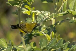 lomo de oliva Sunbird en Australia foto