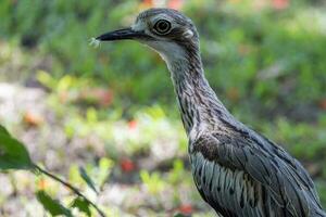 Bush Stone Curlew or Thick Knee photo