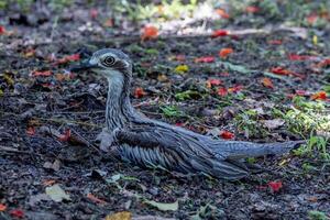 Bush Stone Curlew or Thick Knee photo