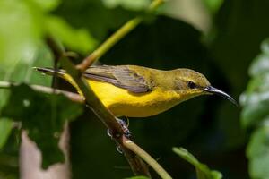 lomo de oliva Sunbird en Australia foto