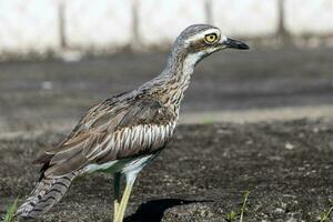 Bush Stone Curlew or Thick Knee photo