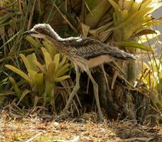 Bush Stone Curlew or Thick Knee photo