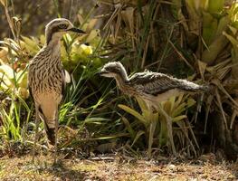 Bush Stone Curlew or Thick Knee photo