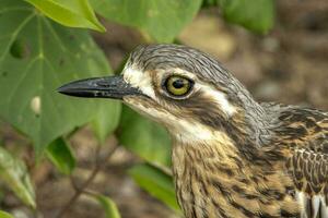 Bush Stone Curlew or Thick Knee photo