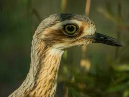 Bush Stone Curlew or Thick Knee photo