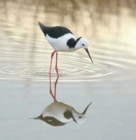 Pied Stilt in Australasia photo