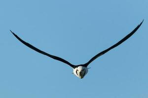 Pied Stilt in Australasia photo