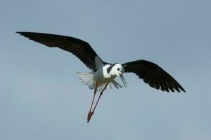 Pied Stilt in Australasia photo