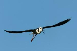 Pied Stilt in Australasia photo