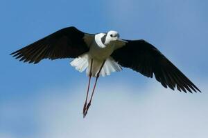 Pied Stilt in Australasia photo