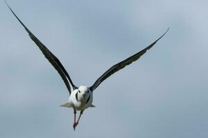 Pied Stilt in Australasia photo