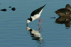 Pied Stilt in Australasia photo