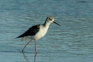 Pied Stilt in Australasia photo