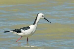 Pied Stilt in Australasia photo