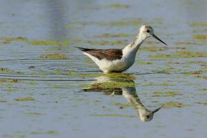 Pied Stilt in Australasia photo