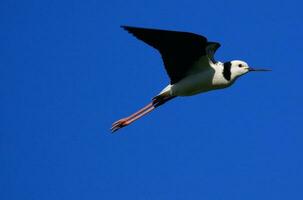 Pied Stilt in Australasia photo