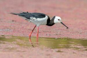 Pied Stilt in Australasia photo