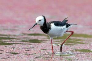 Pied Stilt in Australasia photo