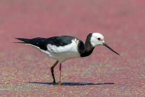 Pied Stilt in Australasia photo