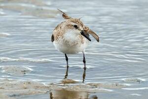 Red-necked Stint in Australasia photo