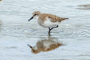 Red-necked Stint in Australasia photo