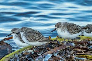 Red-necked Stint in Australasia photo