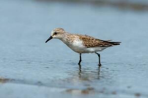 Red-necked Stint in Australasia photo